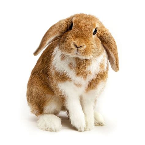 Brown And White Coloured Lop Rabbit Ears Down On White Raising