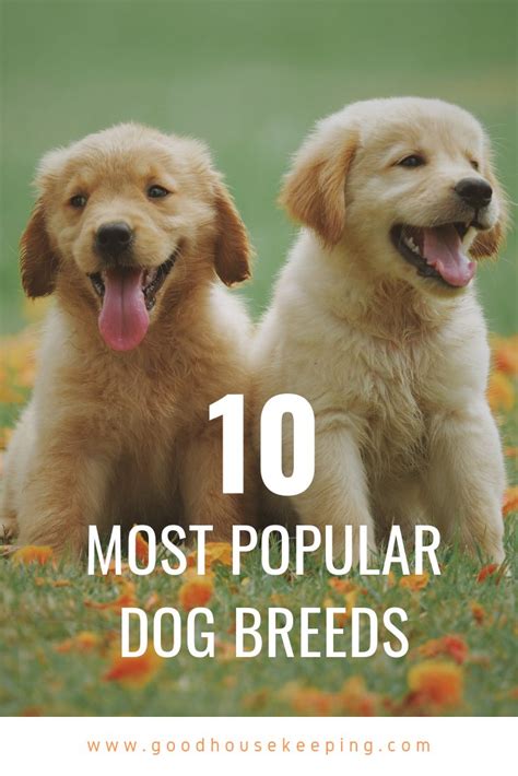 What Is The Most Popular Dog Breed 2019