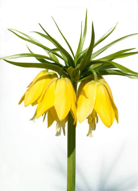 Crown Imperial Lily Stock Photos Pictures And Royalty Free Images Istock