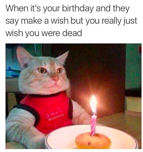 Cat Depression Happy Birthday Memes Know Your Meme