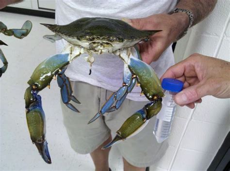 Just try getting him into a pot! Where can you find giant Blue Crabs? | Southern Fried Science
