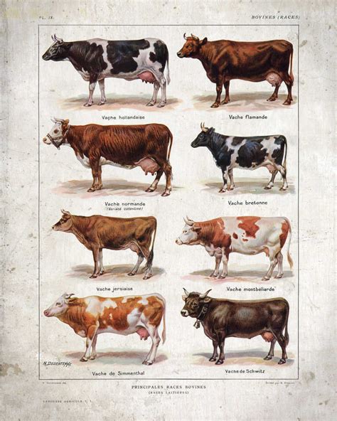 Vacas Razas Vintage Impresión Conjunto De 2 Cartel De La Etsy