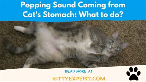 Popping Sound In Cats Stomach What To Do The Kitty Expert