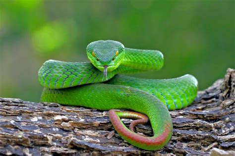 Green Insularis Pit Viper Snakes Timreresurus Albolabris Premium Photo