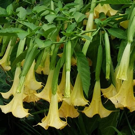 Brugmansia Suaveolens Yellow Trumpet Seeds 10 Seeds Angels Trumpets
