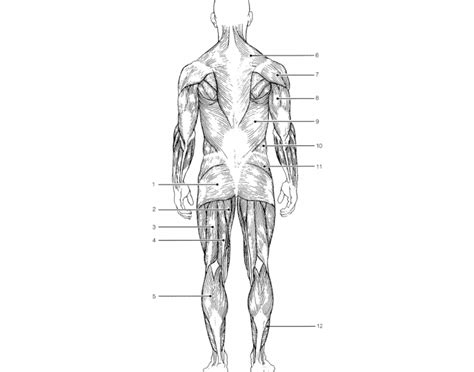 Posterior muscle labeling