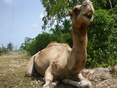 Save city scavenger hunts by operation city quest of pennsylvania to your lists. Recent Zoo Animal Attacks: Camel, Jaguars, Cougars, Tapirs ...