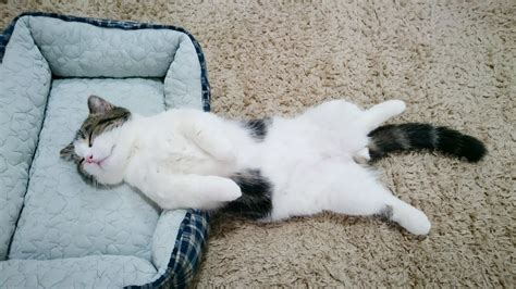Adorable Japanese Cat Sleeps Like A Human After A Long