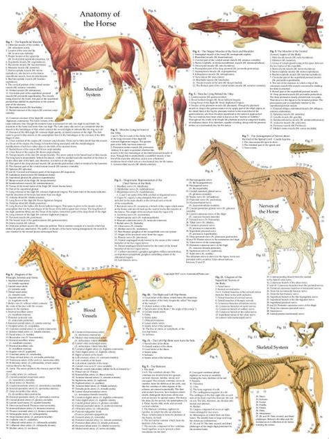 Horse Anatomy Poster Set Horse Anatomy Large Animal Vet Horses