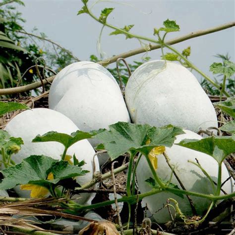Ash Gourd Uses Facts Properties And Its Medicinal Values Veggies Info
