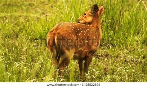 Indian Spotted Deer Chitwan National Park Stock Photo 1425522896