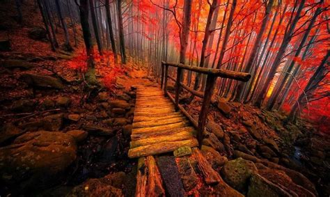 Forest Enchanted Autumn Leaves Trees Fantasy Fall