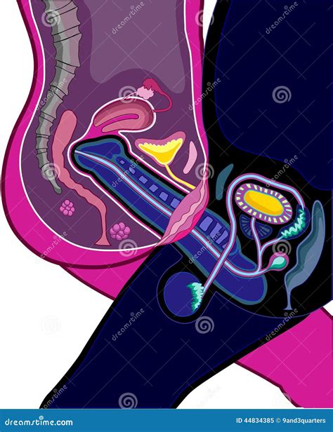 Reproductieve Anatomie Vector Illustratie Illustratie Bestaande Uit