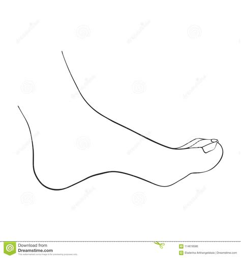 Hand Drawn Women Foot Stock Vector Illustration Of Drawing 114618586