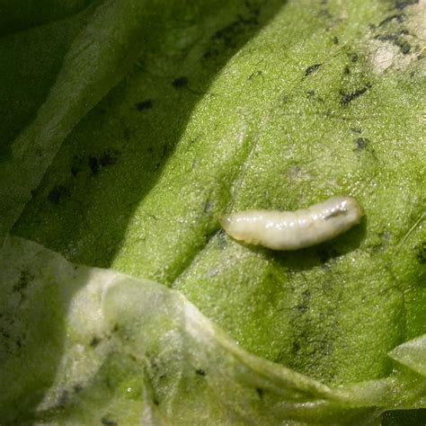 Find out how to use it. How to Get Rid of and Kill Leaf Miners | Trifecta Natural