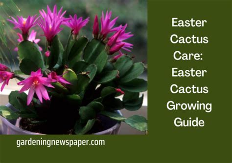 Easter Cactus Care Easter Cactus Growing Guide Gardening News Paper