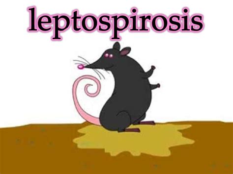 Leptospirosis Ppt Video Online Download