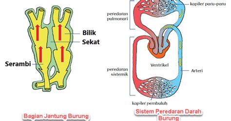 Sistem Peredaran Darah Pada Burung