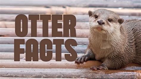 River Otter Facts For Kids Kids Matttroy