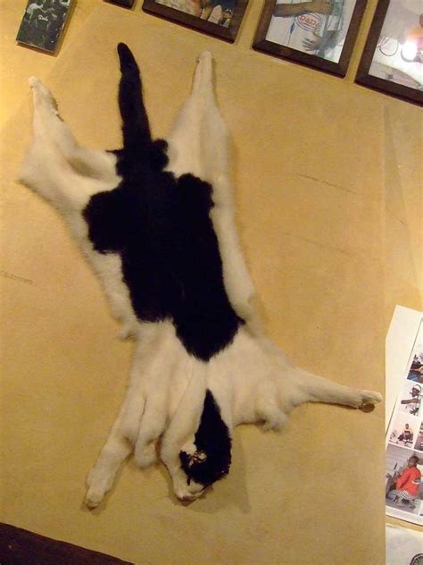 14 Off-The-Wall Animal Rugs For the Lover (& Hunter) In You | Walyou