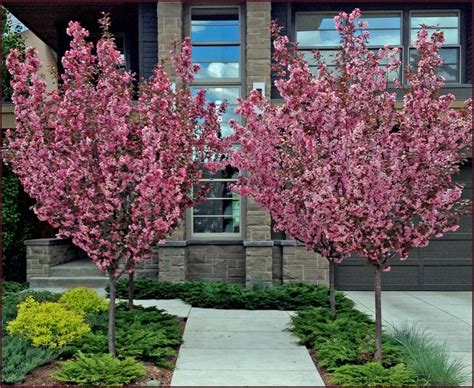 17 Best Images About Trees Flowering On Pinterest Trees