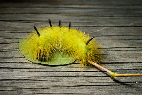 They have stripes on their back, either yellow or orange. Hairy Caterpillar | A very interesting yellow-haired ...