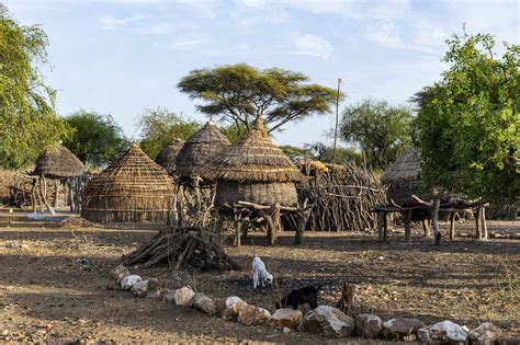 Traditional Village Huts Of The Toposa Tribe Eastern Equatoria South
