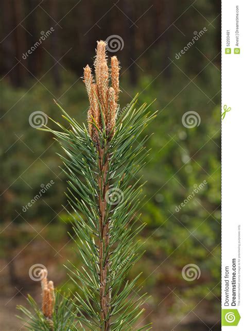 Pine Tree Top With Buds Stock Image Image Of Forest 52203481