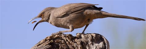 Feather Tailed Stories Curve Billed Thrasher