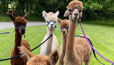 Alpaca Walks Cotswold Alpacas