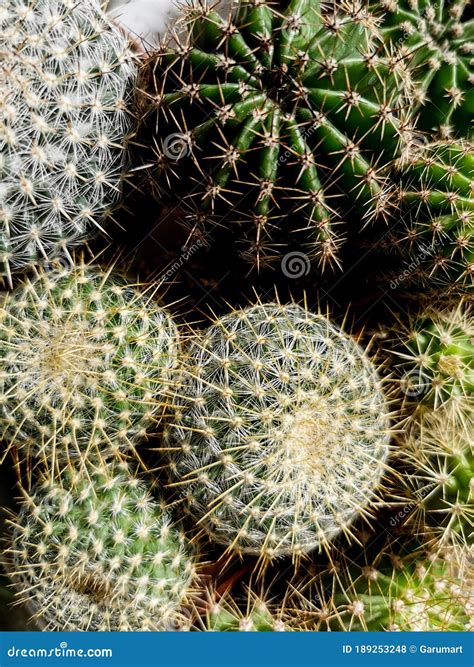 Round Cactus Collection On Pots Stock Photo Image Of Design