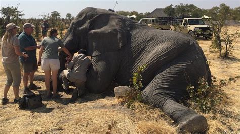 Why Elephants Are Seeking Refuge In Botswana Bbc News