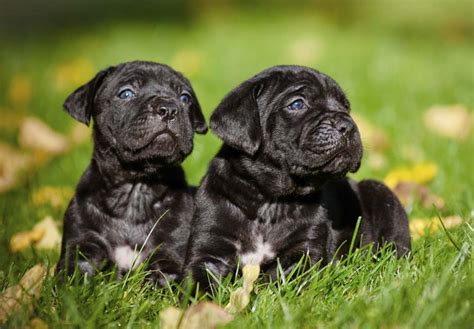 63 Black Cane Corso Mastiff Puppies L2sanpiero