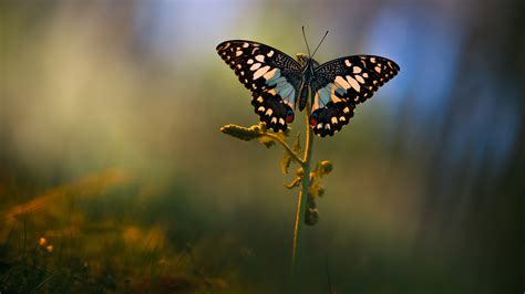 Animal Butterfly Hd Wallpaper