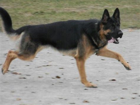 German Shepherd Black And Tan Shepherd