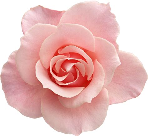 Lista 91 Foto Fondos De Pantalla De Flores Rosas Actualizar