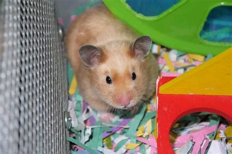 Young Syrian Female Hamster In Old Kilpatrick Glasgow Gumtree