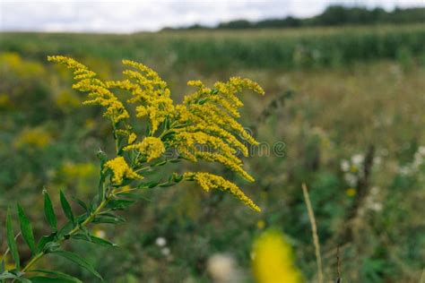 Yellow Flowers Of Goldenrod Weed Culture Grows In The Field Stock