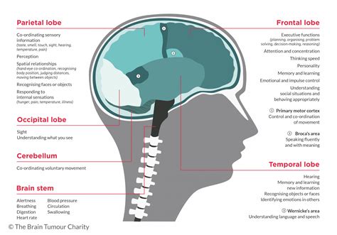Brain Tumour Location And Symptoms The Brain Tumour Charity