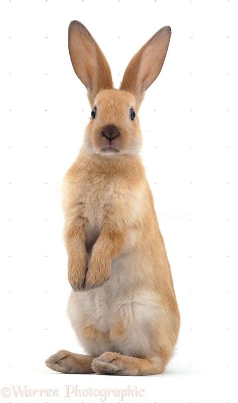 Young Sooty Fawn Rabbit Standing Up Photo Wp05880 Pet Bunny Pet