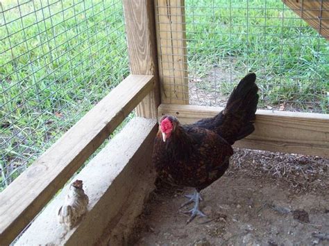 Hatching chicken eggs can be very exciting! Redcaps - Page 17