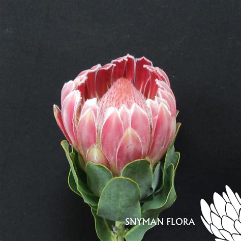 Protea Carnival South African Fresh Flower Exporters
