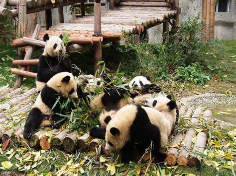 Chengdu Research Base Of Giant Panda Breeding