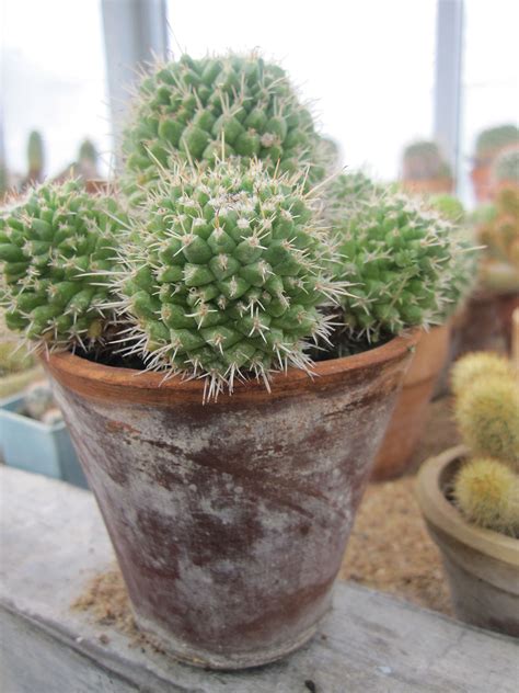Cacti from desert areas, like the mammillaria and echinocactus, are plump and spiny while those that originally grew in jungle areas are in this article, we'll talk about how to care for cactus plants. Mammillaria Plant Care Tips: The Ultimate Guide