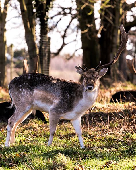 One Antler Deer Suzanne Mcmahon Flickr