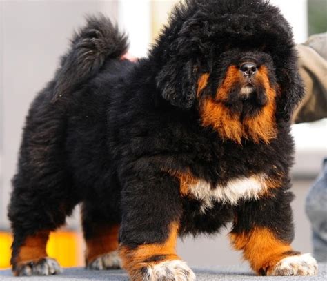 Tibetan Mastiff Puppies For Sale Caddo Mills Tx 139486
