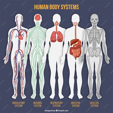 Colección De Sistemas Del Cuerpo Humano Vector Premium