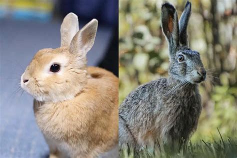 Jackrabbit Vs Rabbit Know The Similarities And Differences