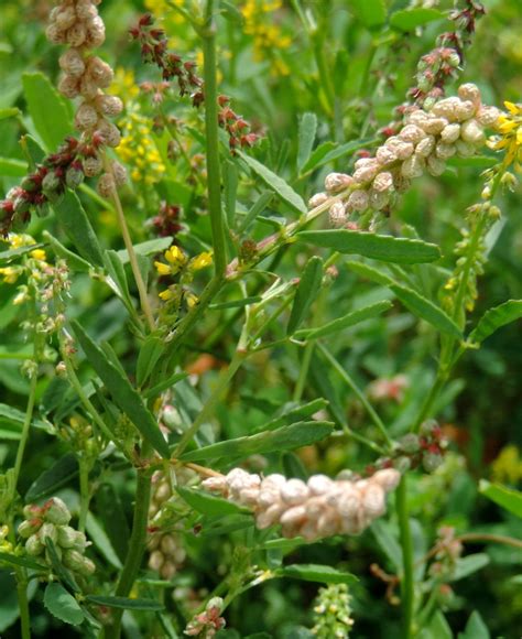 Melilotus Indica Lall By Lovena Nowbut On 21 October 2016