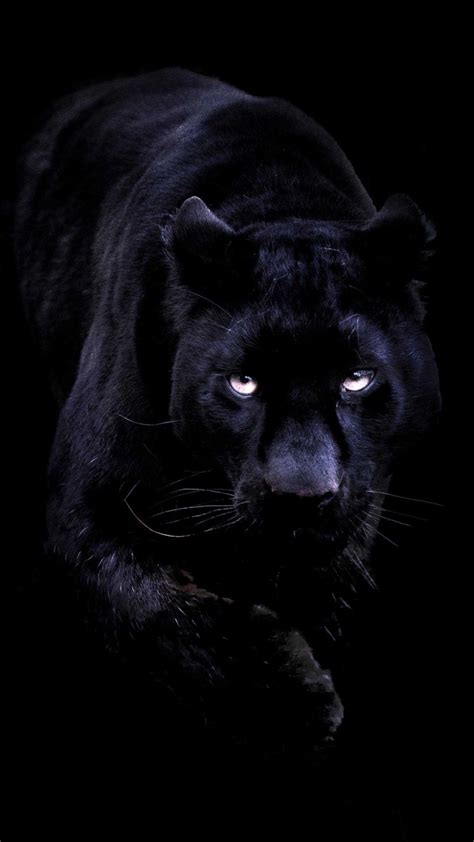 Tier Wallpaper Animal Wallpaper Black Panthers Black Tigers Black